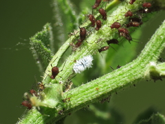 Aphis illinoisensis