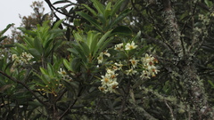 Drimys granadensis