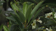 Drimys granadensis