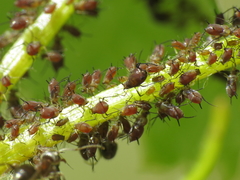 Aphis illinoisensis