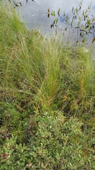 Carex lasiocarpa