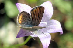 Cyaniris semiargus helena