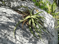 Agave bracteosa