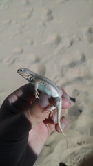 Sceloporus arenicolus