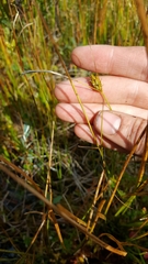 Carex oligosperma