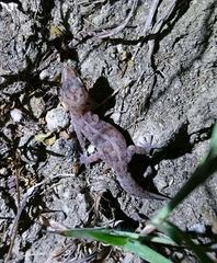 Cyrtodactylus semiadii