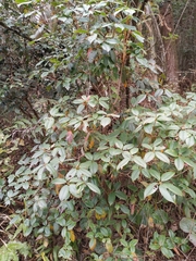 Rhododendron ovatum