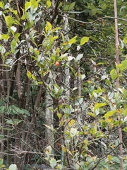 Photinia parvifolia