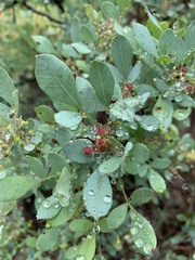 Searsia zeyheri