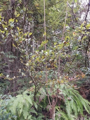 Photinia parvifolia