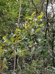 Photinia parvifolia