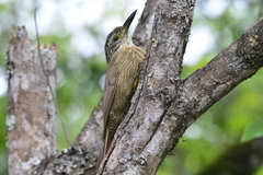 Dendrocolaptes platyrostris