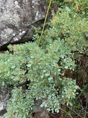 Searsia zeyheri
