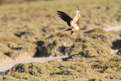 Buteo brachypterus