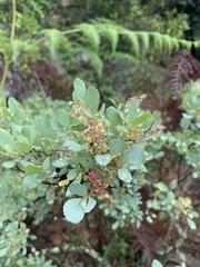 Searsia zeyheri