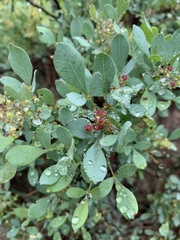Searsia zeyheri
