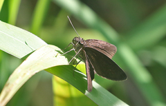Ancistroides nigrita