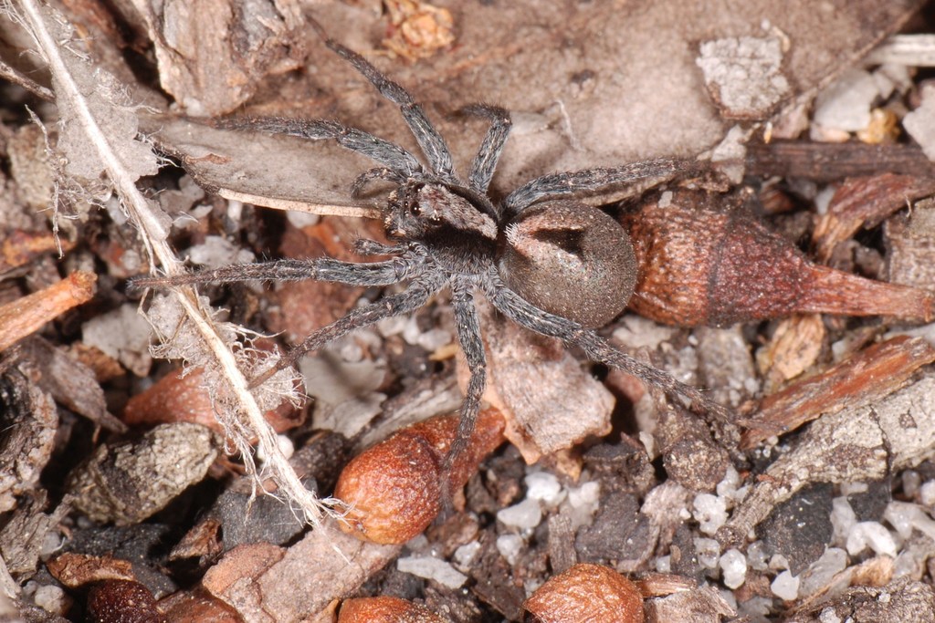 Arrowhead Wolf Spider