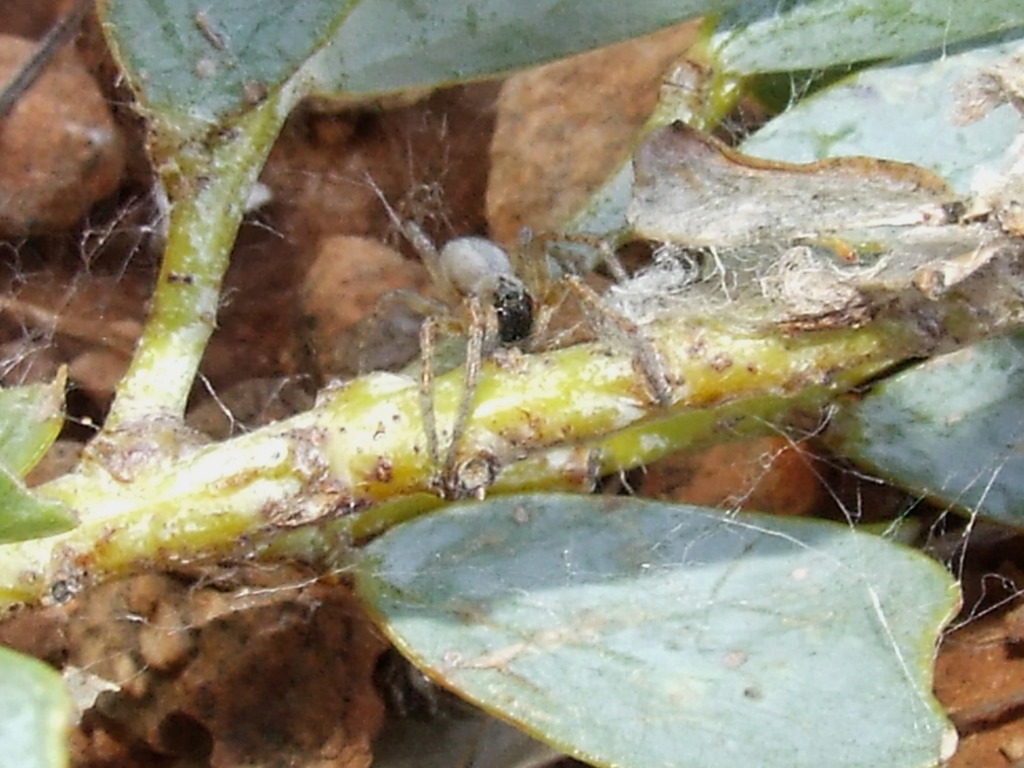 Arid Semi-social Spider