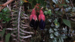 Brachyotum strigosum