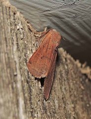 Agrochola pistacinoides