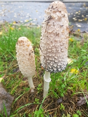 Coprinus comatus