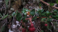 Brachyotum strigosum