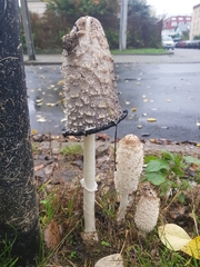 Coprinus comatus