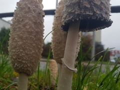 Coprinus comatus