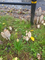 Coprinus comatus