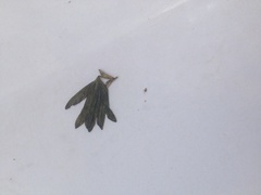 Halophila engelmannii
