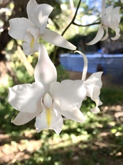 Laelia