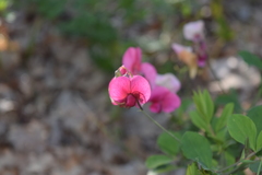 Lathyrus rotundifolius