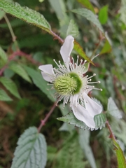 Rubus sumatranus