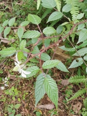 Rubus sumatranus
