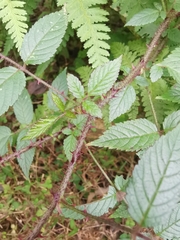 Rubus sumatranus
