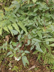 Rubus sumatranus