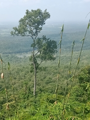 Dipterocarpus alatus