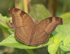 Junonia iphita iphita