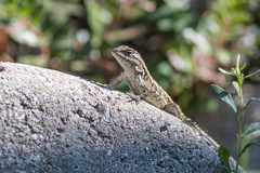 Sceloporus occidentalis