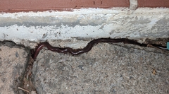 Afrotyphlops obtusus