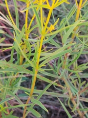 Flaveria linearis
