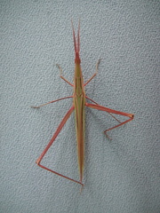 Acrida cinerea