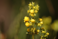 Calceolaria thyrsiflora
