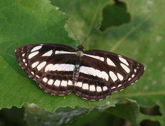 Neptis hylas varmona