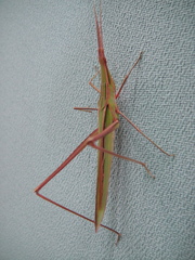 Acrida cinerea