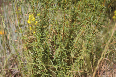 Calceolaria thyrsiflora