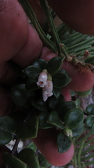 Disterigma alaternoides