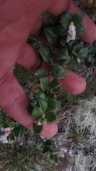 Disterigma alaternoides