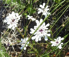 Iberis pectinata